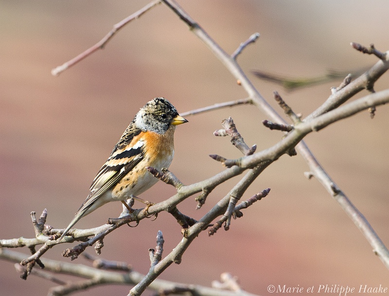 Pinson du nord 8845_wm.jpg - Pinson du Nord - Brambling - Fringilla montifringilla(Ermitage, Genève, Suisse, février 2011)